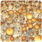 Псилоцибиновые (галлюциногенные) грибы в Гусиноозёрске Psilocybin "Golden Teacher" Псилоцибиновые (галлюциногенные) грибы в Гусиноозёрске Psilocybin "Golden Teacher"