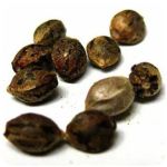 Семена марихуаны АК-47  (Seeds AK-47) в Гусиноозёрске